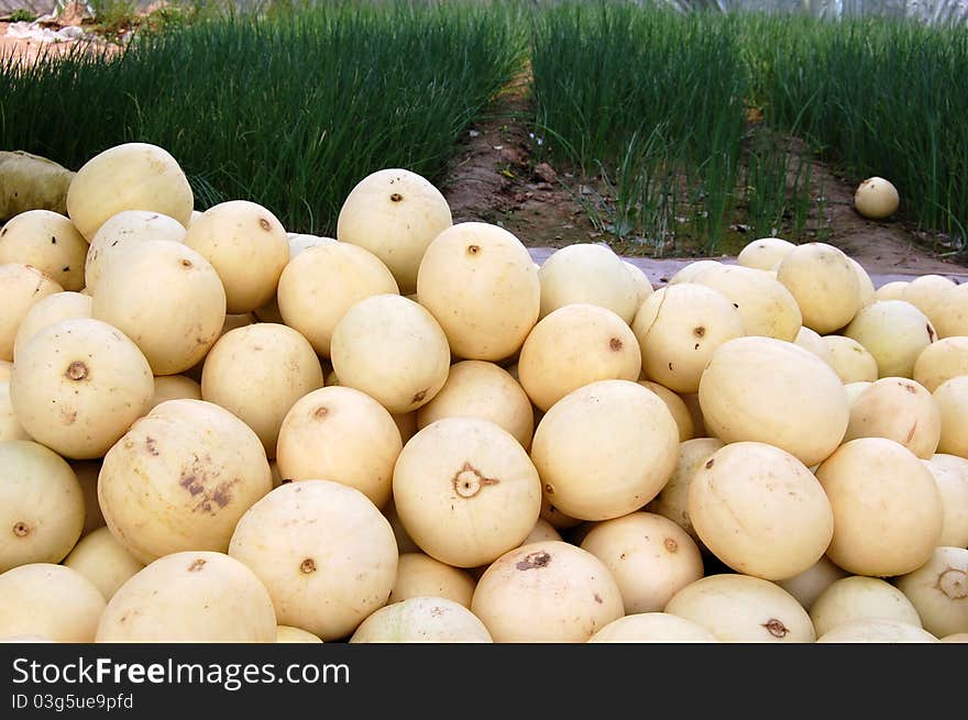 One from China's delicious pollution-free health fruit. One from China's delicious pollution-free health fruit.