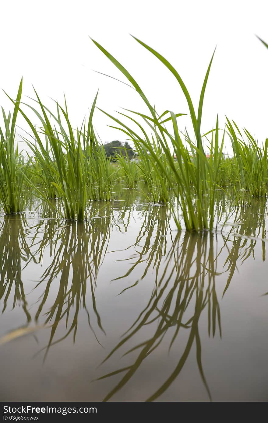 Japanese rice field