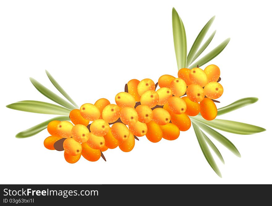 The branch of sea-buckthorn berries .