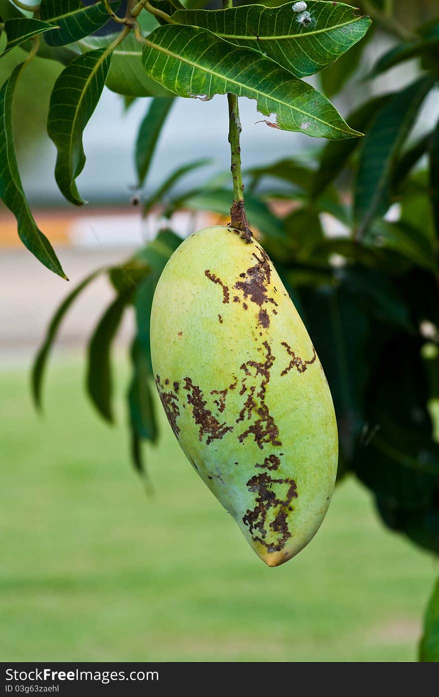 Mango And Leaf