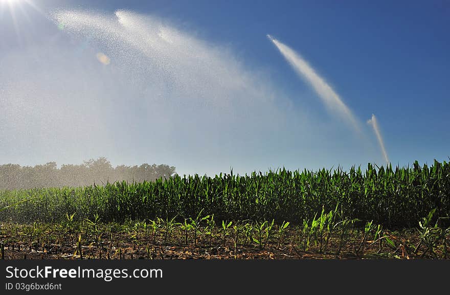 Watering a cornfield in summer. Watering a cornfield in summer