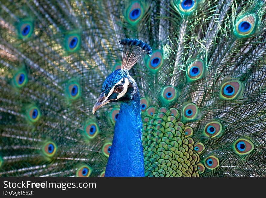 Horizontal portrait of colorful Peacock