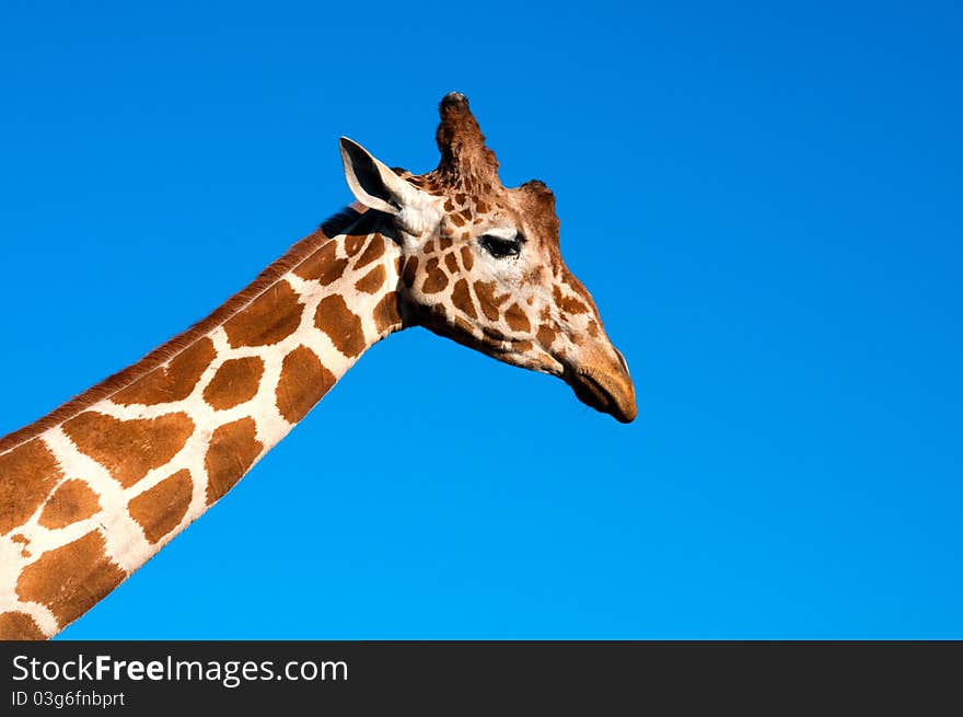 Giraffe head opposite blue sky