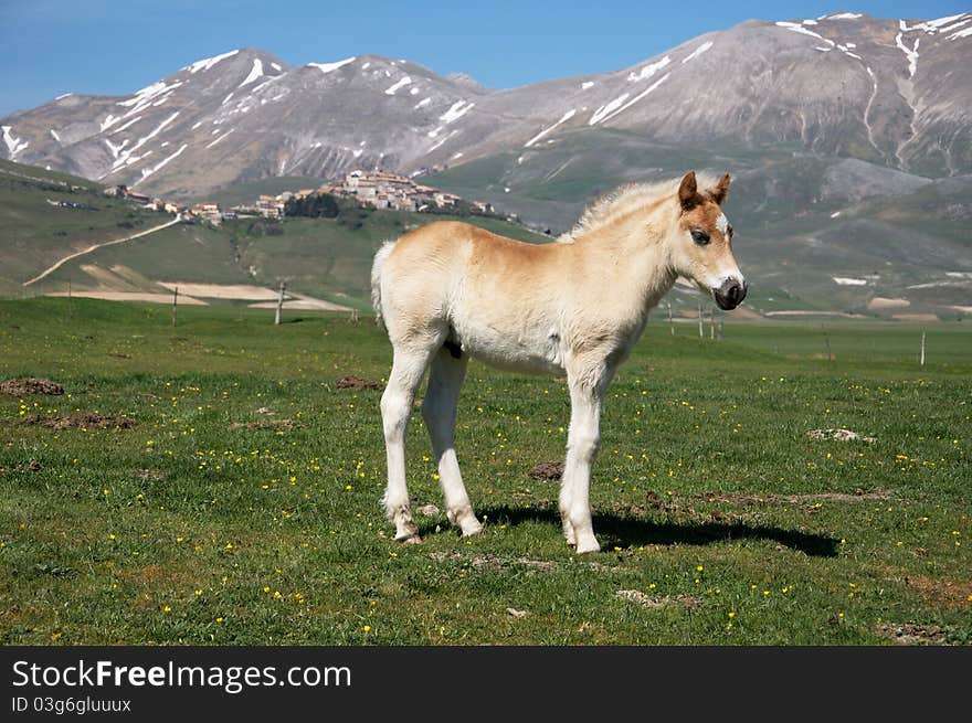 Photo of colt standing in green pasture.