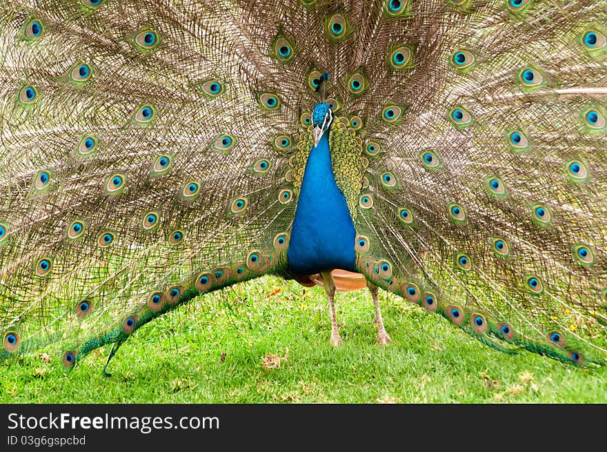 Front view of peacock showing colorful tail. Front view of peacock showing colorful tail