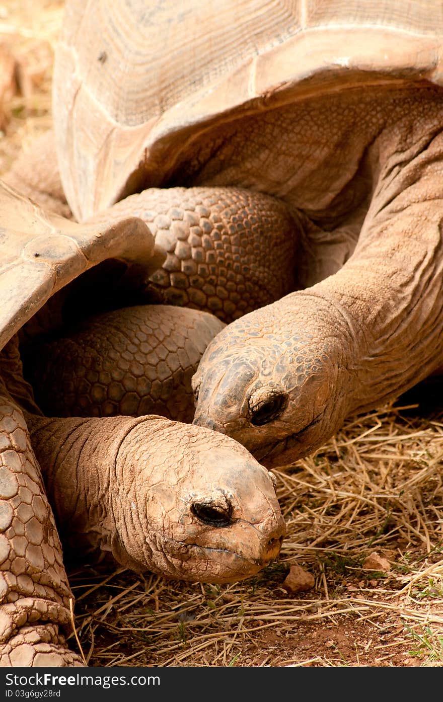 Close-up portrait of Aldabra Giant Tortoise couple