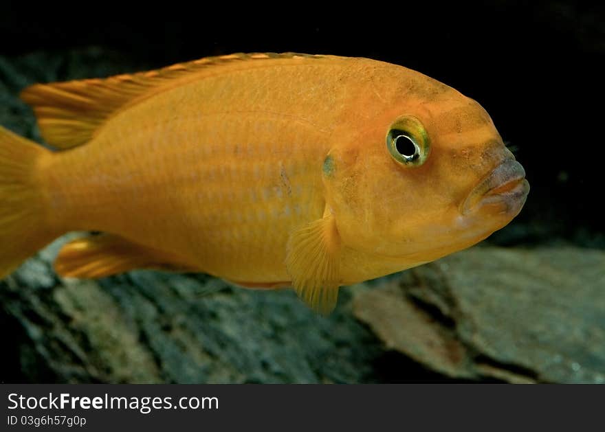 Malawi fish in the tank