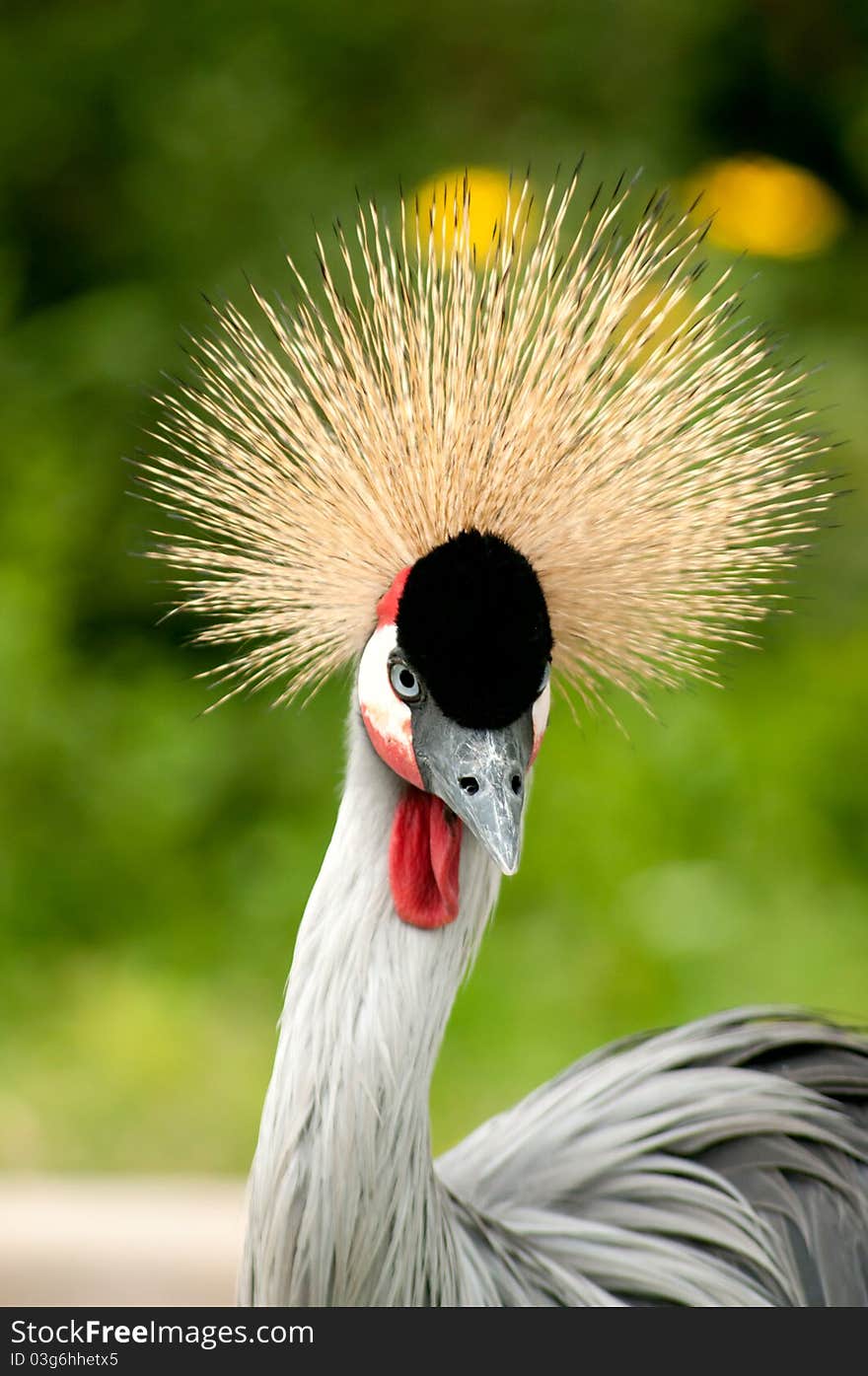 Colorful vertical portrait of Crowned Crane