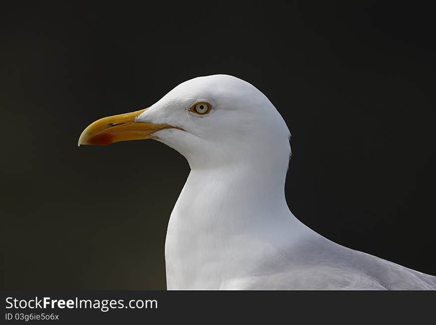 Herring Gull Larus argentatus,close up of head.