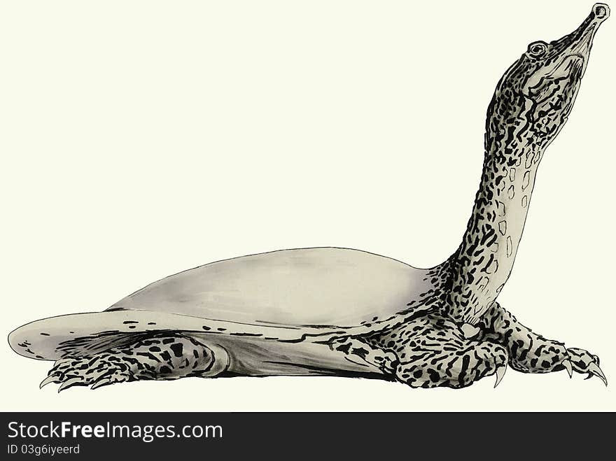 Hand-drawn Soft Shell Turtle