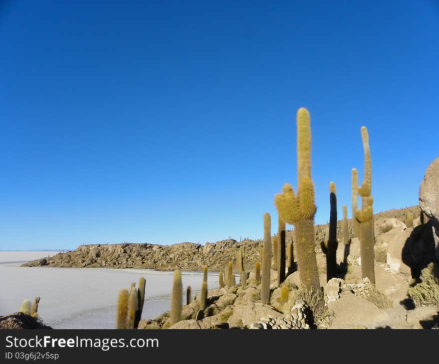 Incahuasi Island. Salar de Uyuni. Bolivia.