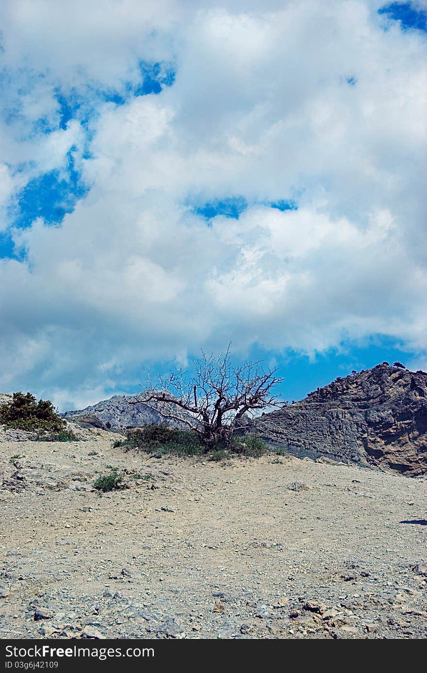 Tree on cloudy sky in hill