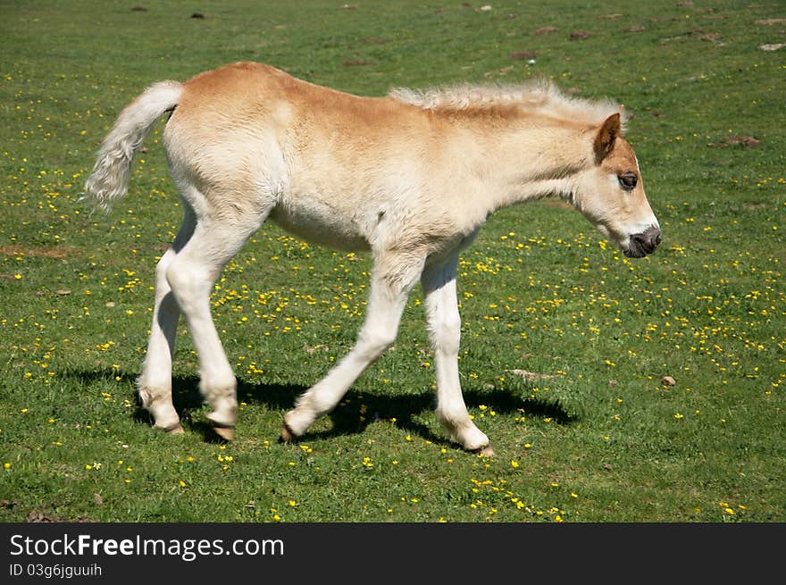 Newly born colt trots over to mother. Newly born colt trots over to mother