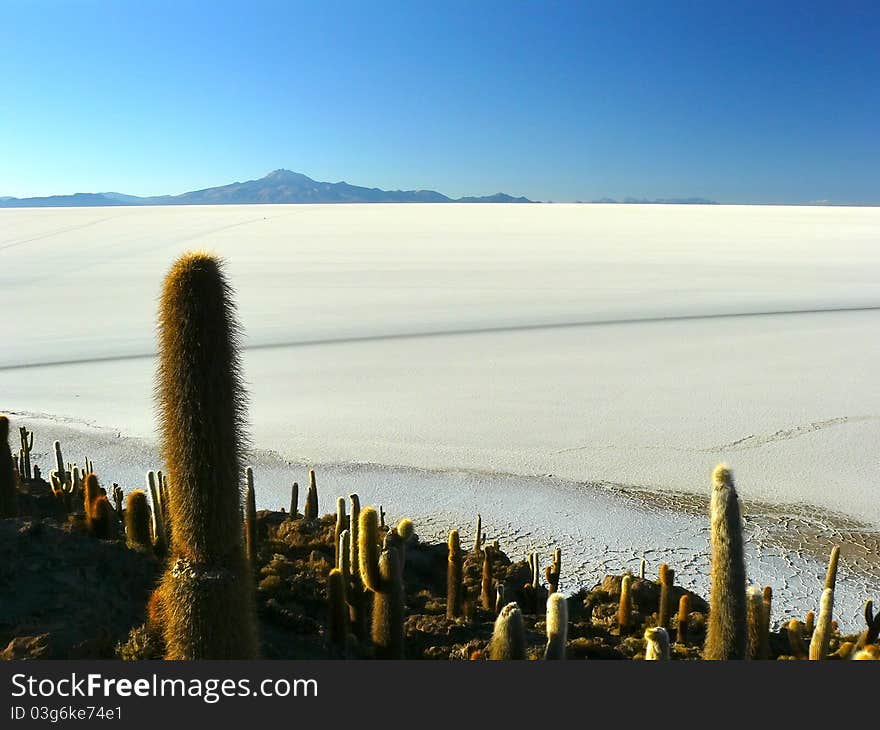 Incahuasi Island. Salar de Uyuni. Bolivia.