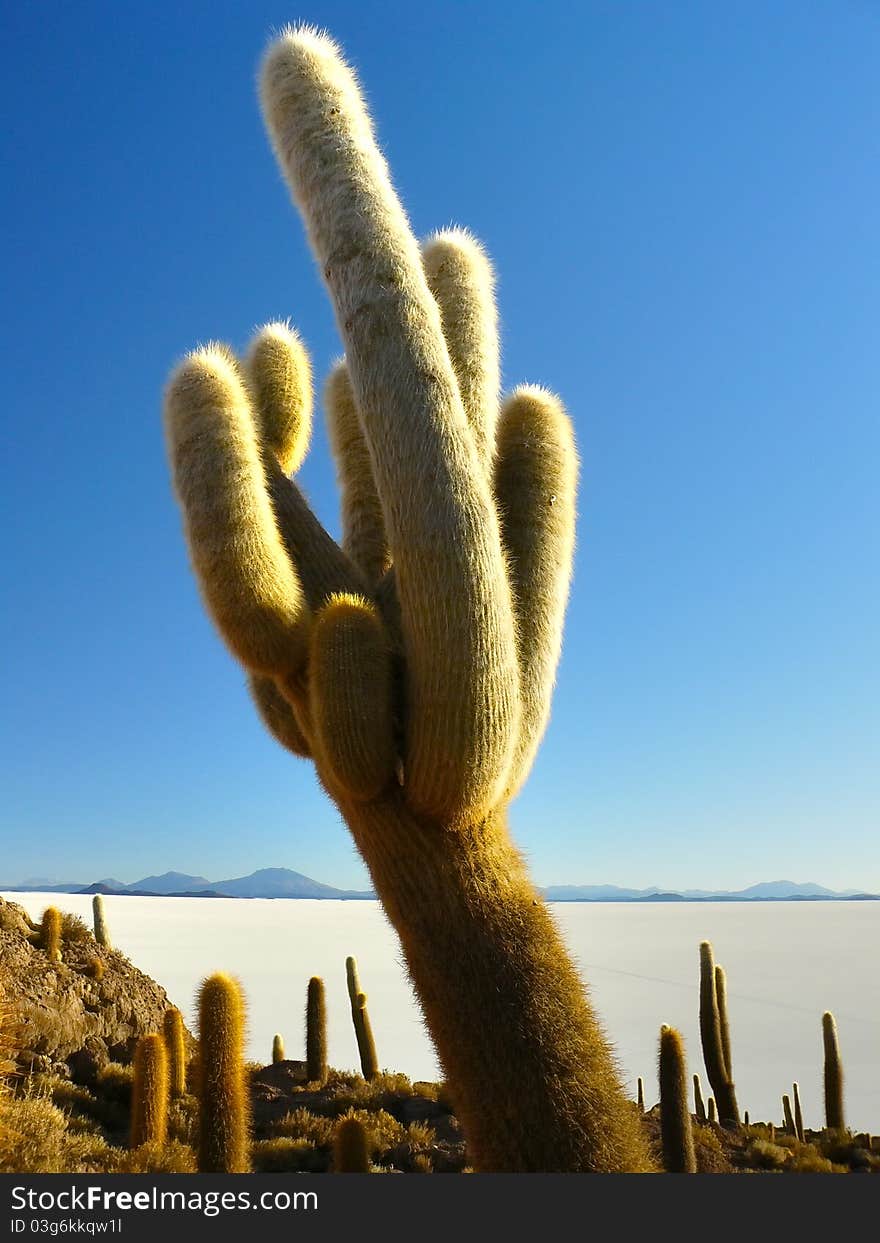 Incahuasi Island. Salar de Uyuni. Bolivia.