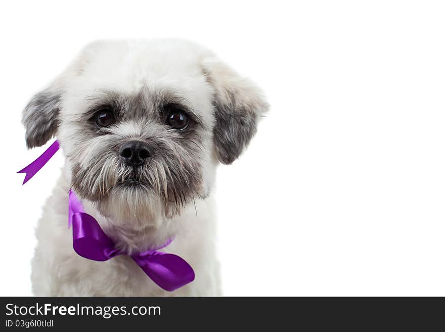 Cute Little Bichon Havanese Puppy