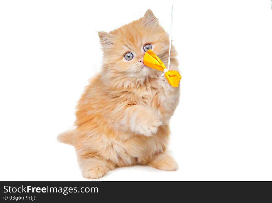 Small red persian kitten