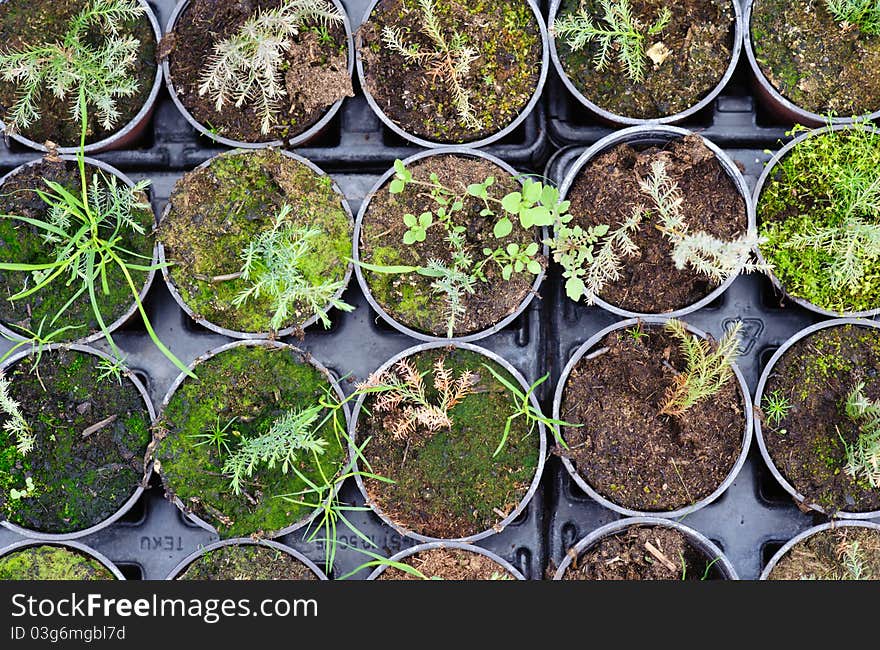 An image of hothouse seedlings in small pots