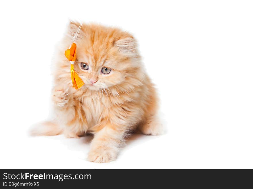 Small red persian kitten