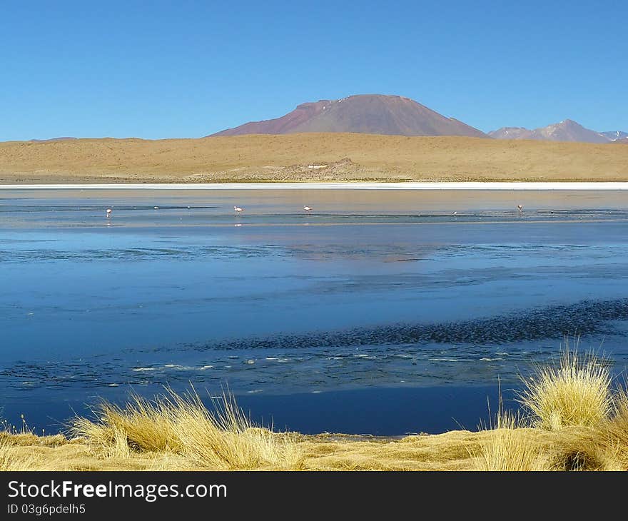 Altiplano - high altitude plateau in the Andes on the border of Bolivia, Chile and Argentina. On the Altiplano many volcanoes, lagoons with flamingos, salt flats and high desert. Altiplano - high altitude plateau in the Andes on the border of Bolivia, Chile and Argentina. On the Altiplano many volcanoes, lagoons with flamingos, salt flats and high desert.