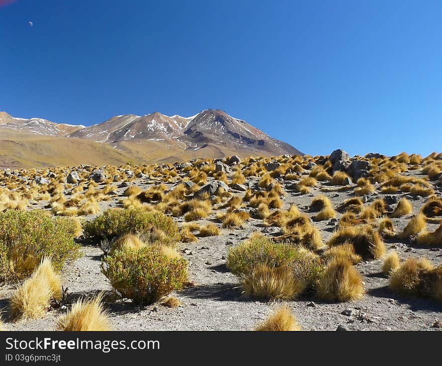 Lagoon on the Altiplano, Bolivia.