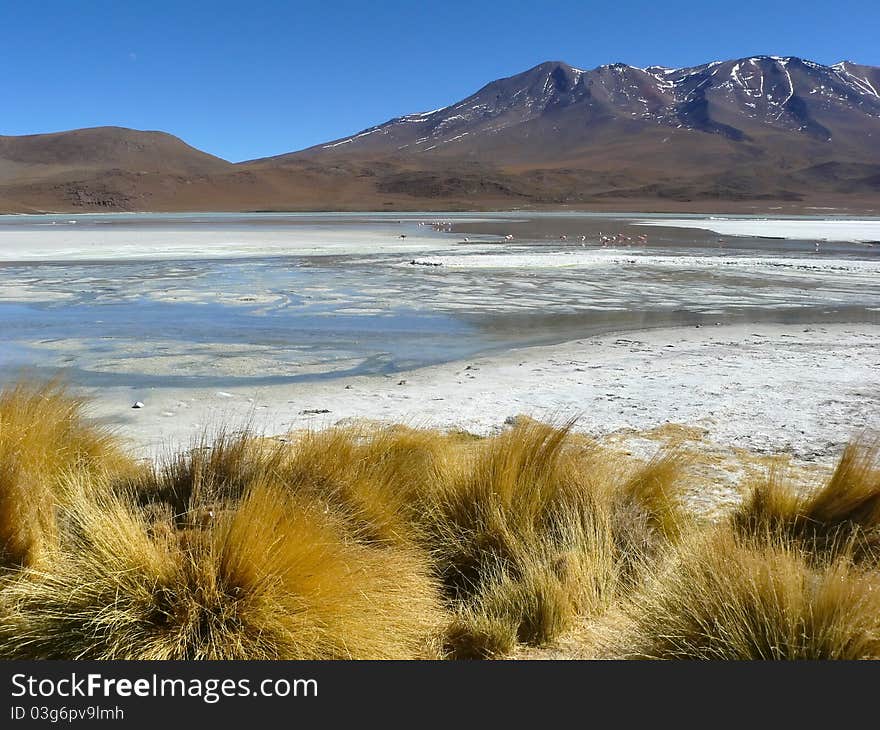 Lagoon on the Altiplano, Bolivia.