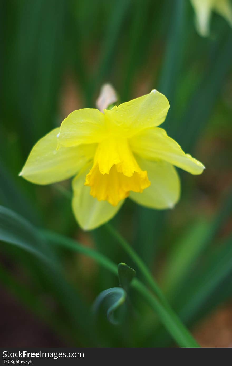 Yellow narcissus