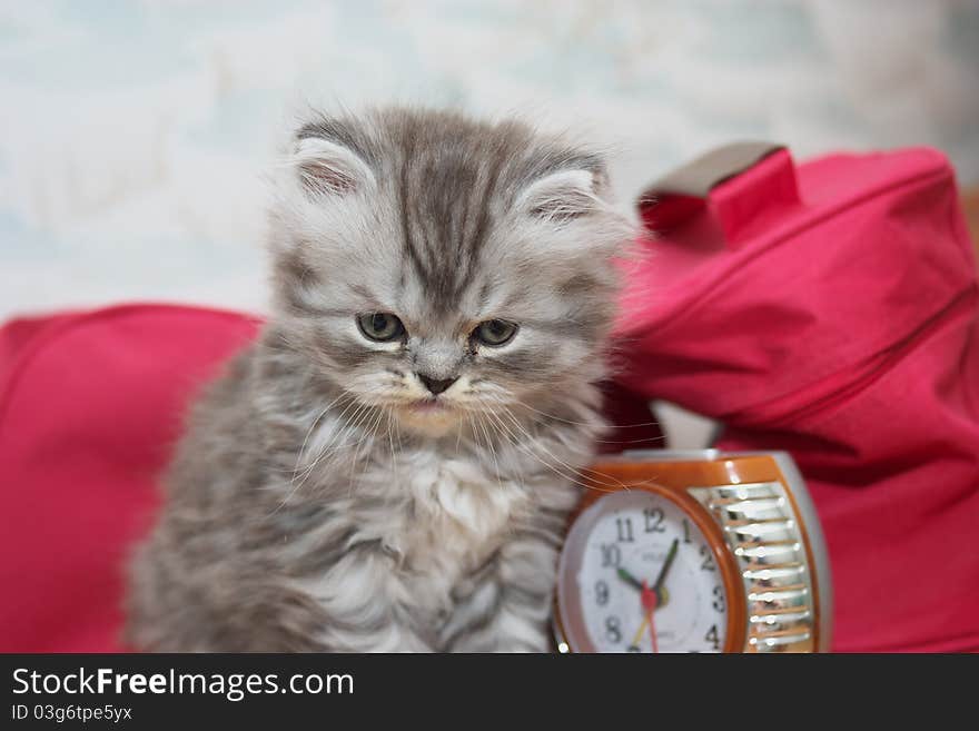 Photo of the Persian kitty on white background