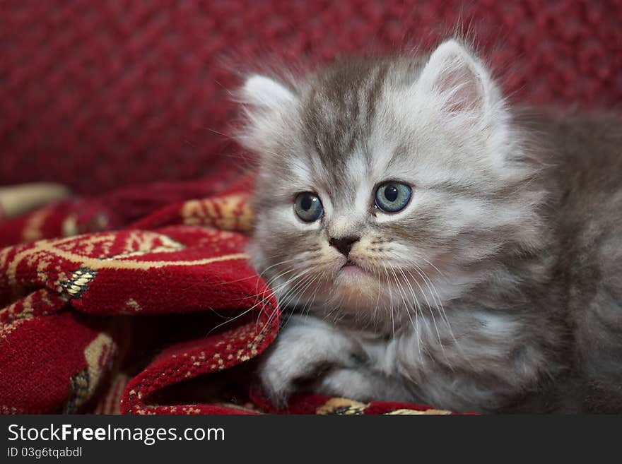 Photo of the Persian kitty