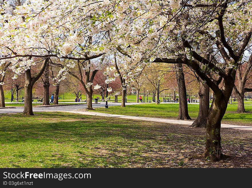 Boston Public Garden