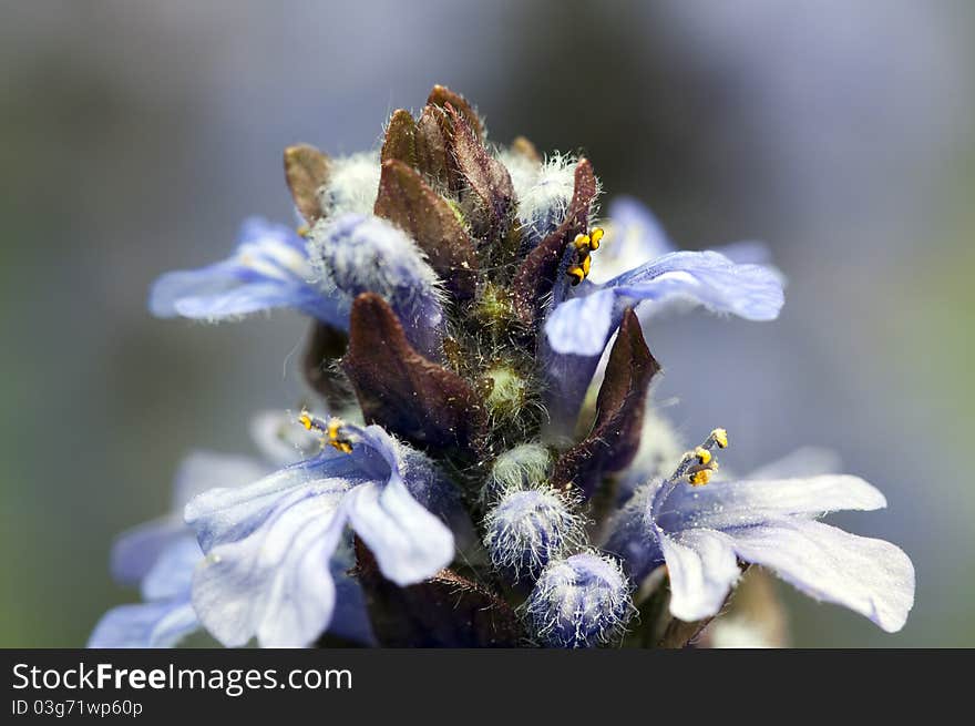 Creeping bugle