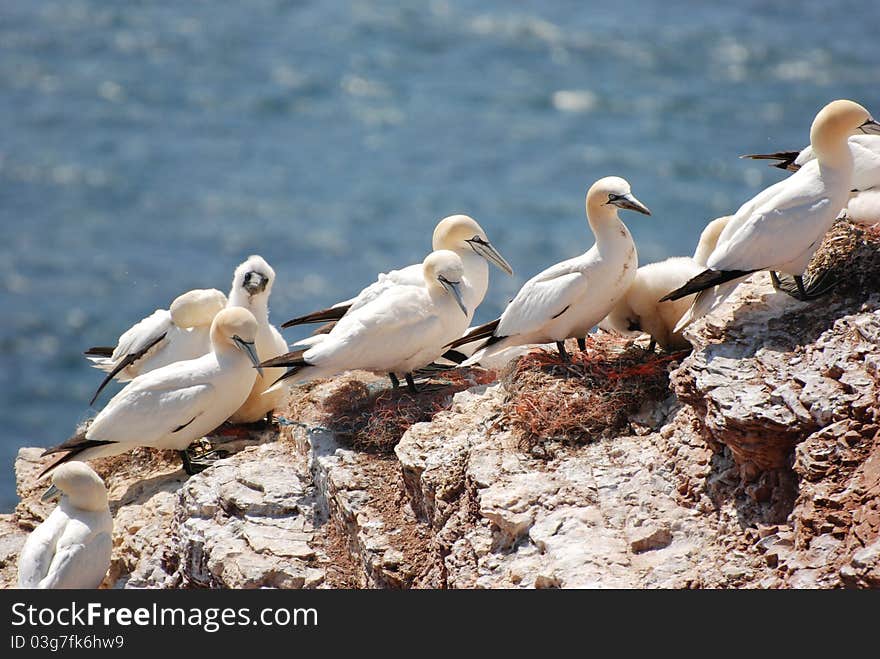 Northern gannet off Helgolands coast