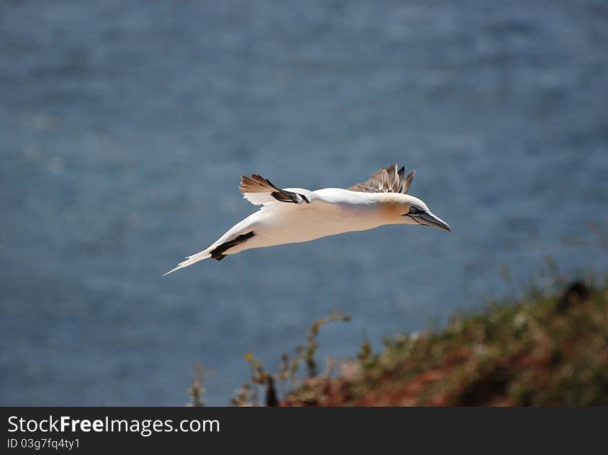 Northern gannet off Helgolands coast