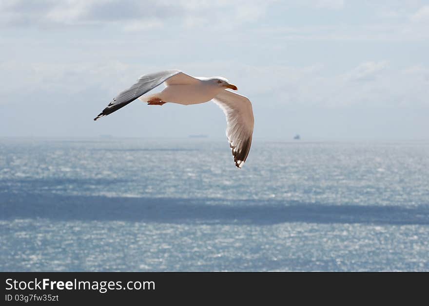 A german seagull on Helgoland