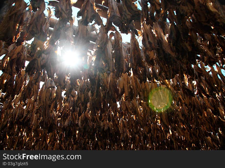 Dried cod