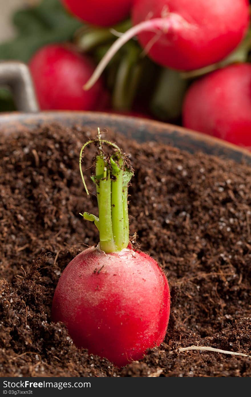 Fresh radish in soil and bunch of radishes