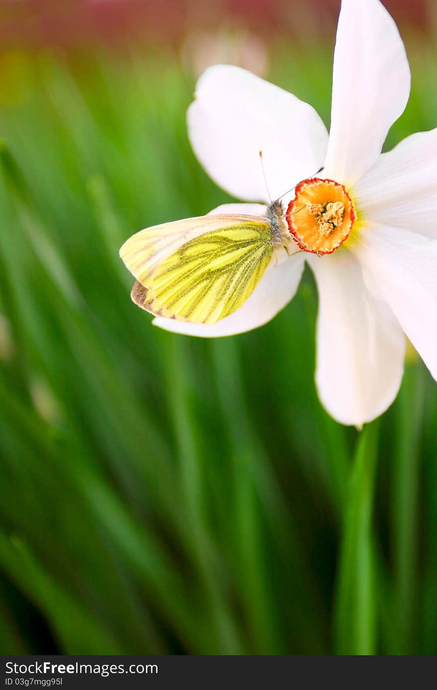 Spring Flower