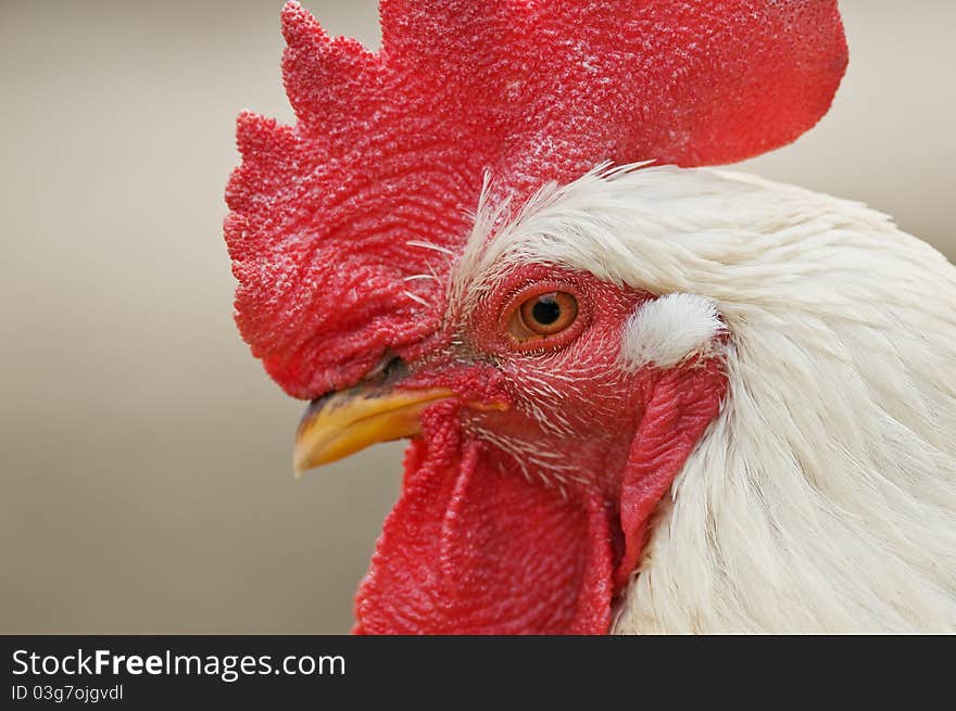 Big rooster portrait close up