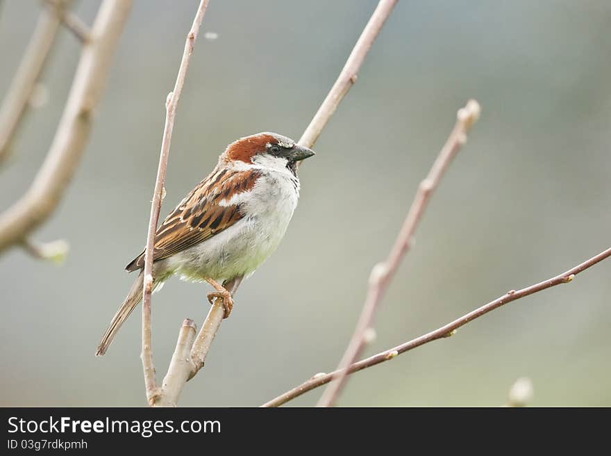 Sparrow on tree close up