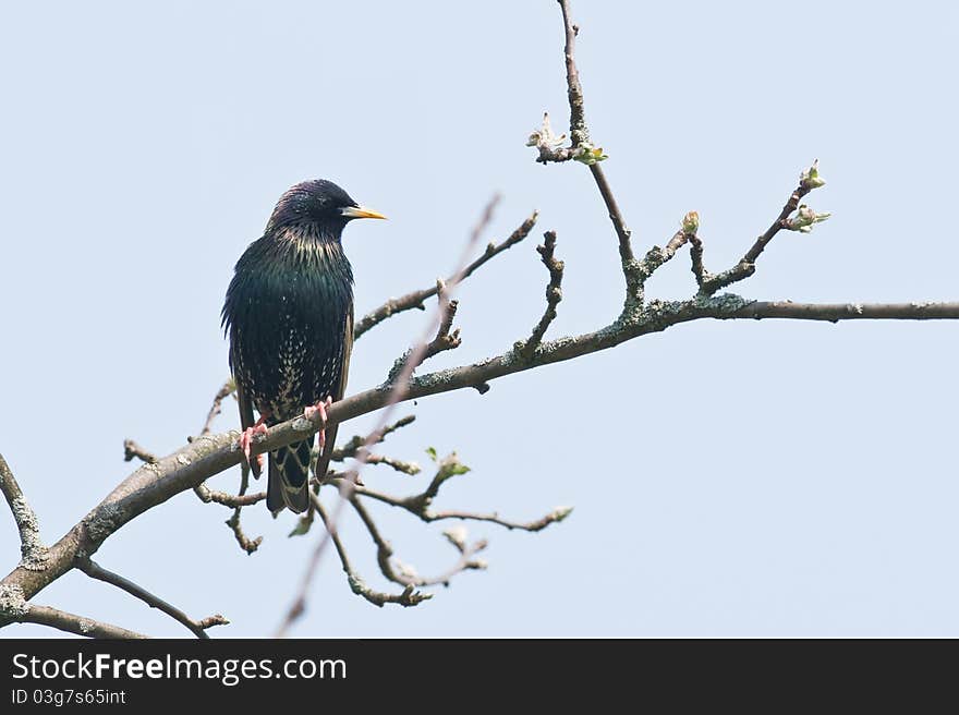 Starling on tree on the sky background