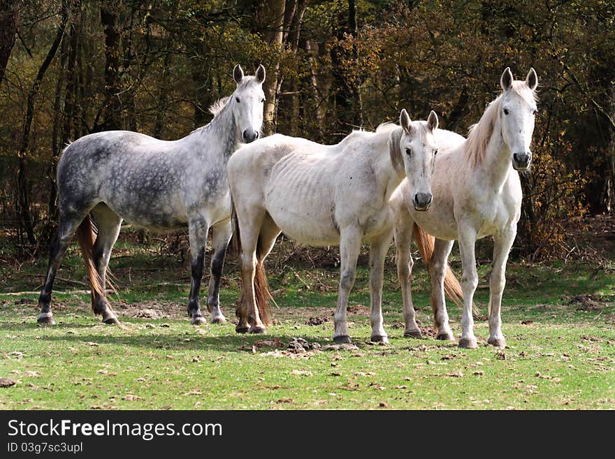 Grey horse Westerveld (place) The Netherlands