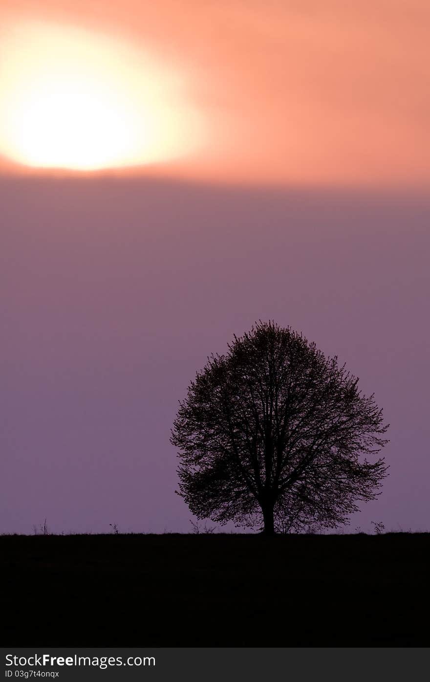 Alone tree and purple sundown