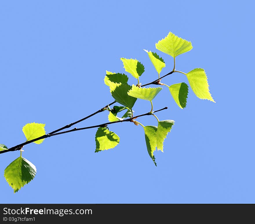 Branches of birch with leaves on a sunny ljght