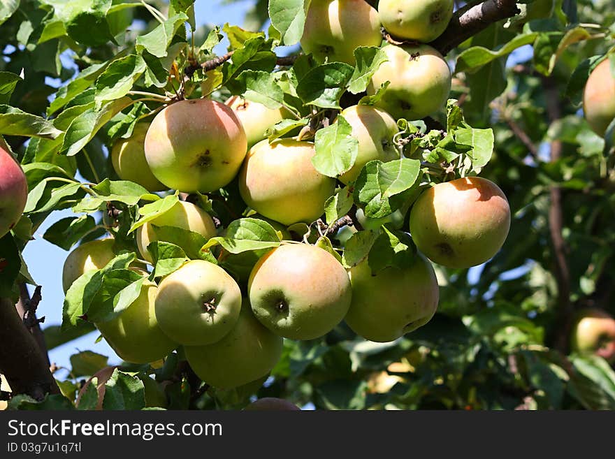 Color photo of ripe apples on a branch