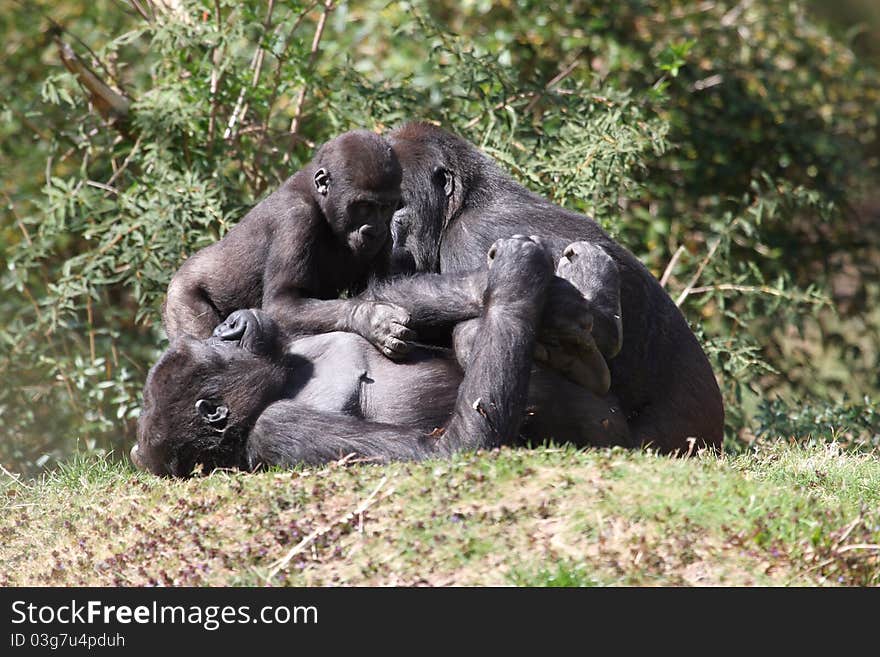 Western Lowland Gorilla