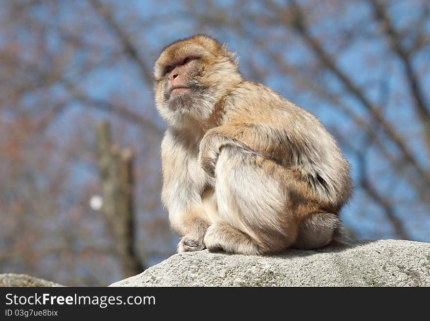 Long-tailed Macaque