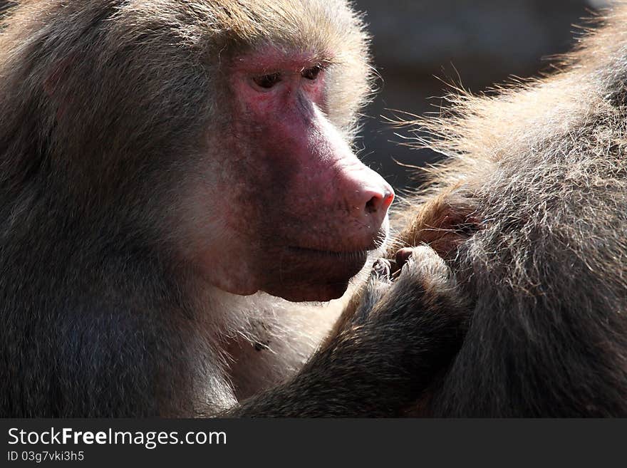 Baboon ape attend to the netherlands