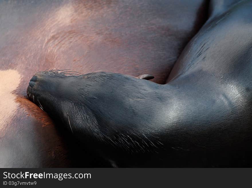 Sea-lion