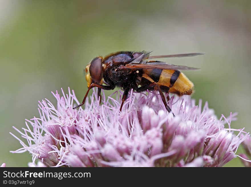 Horned mimic hoverfly (Volucella zonaria)