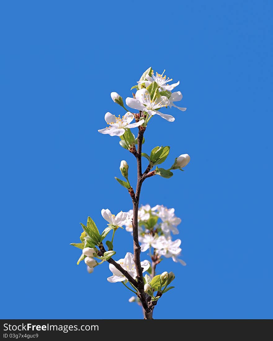 Branch of a blooming fruit tree with white flowers on a blue sky background